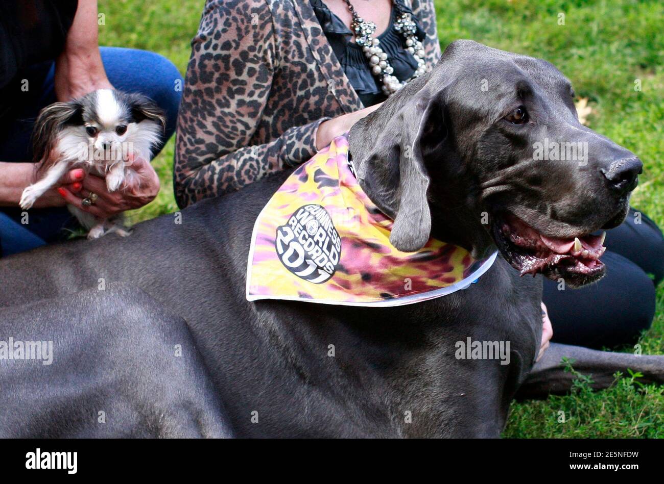 Giant Great Dane Standing