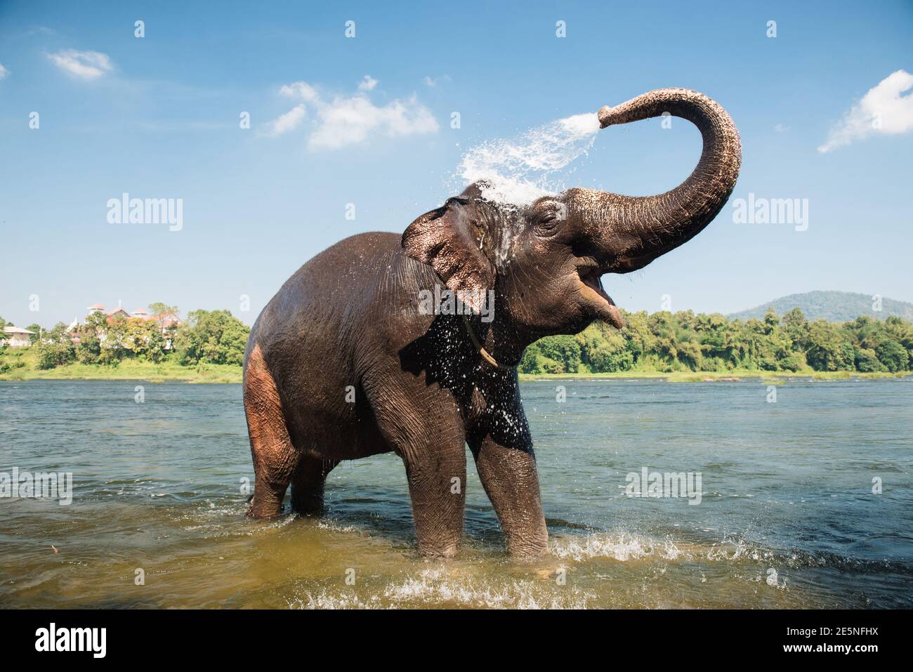 Elephant washing and splashing water through the trunk in the Periyar river, Kodanad, India Stock Photo