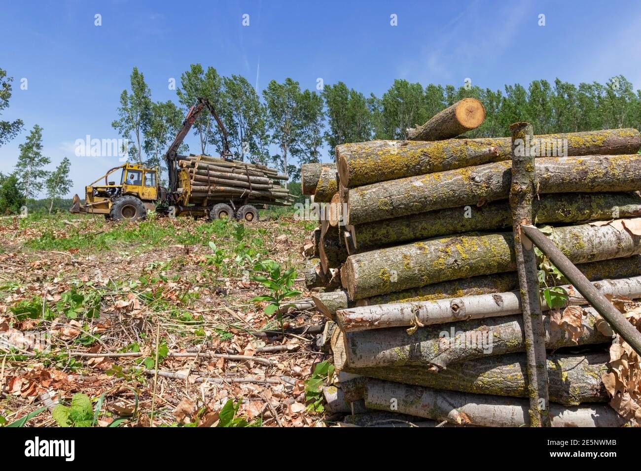 Timber Industry. Bundle Of Tree Logs In A Crane Grabber. Loading Tree Logs with Timber Crane on a Pile. Lumber Industry and Impact on the Environment. Stock Photo