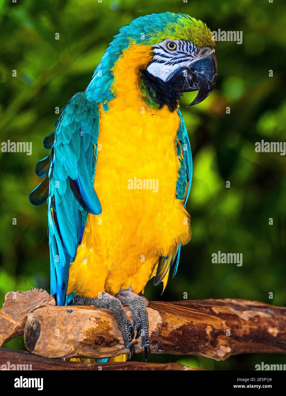 Tropical Bird Stock Photo