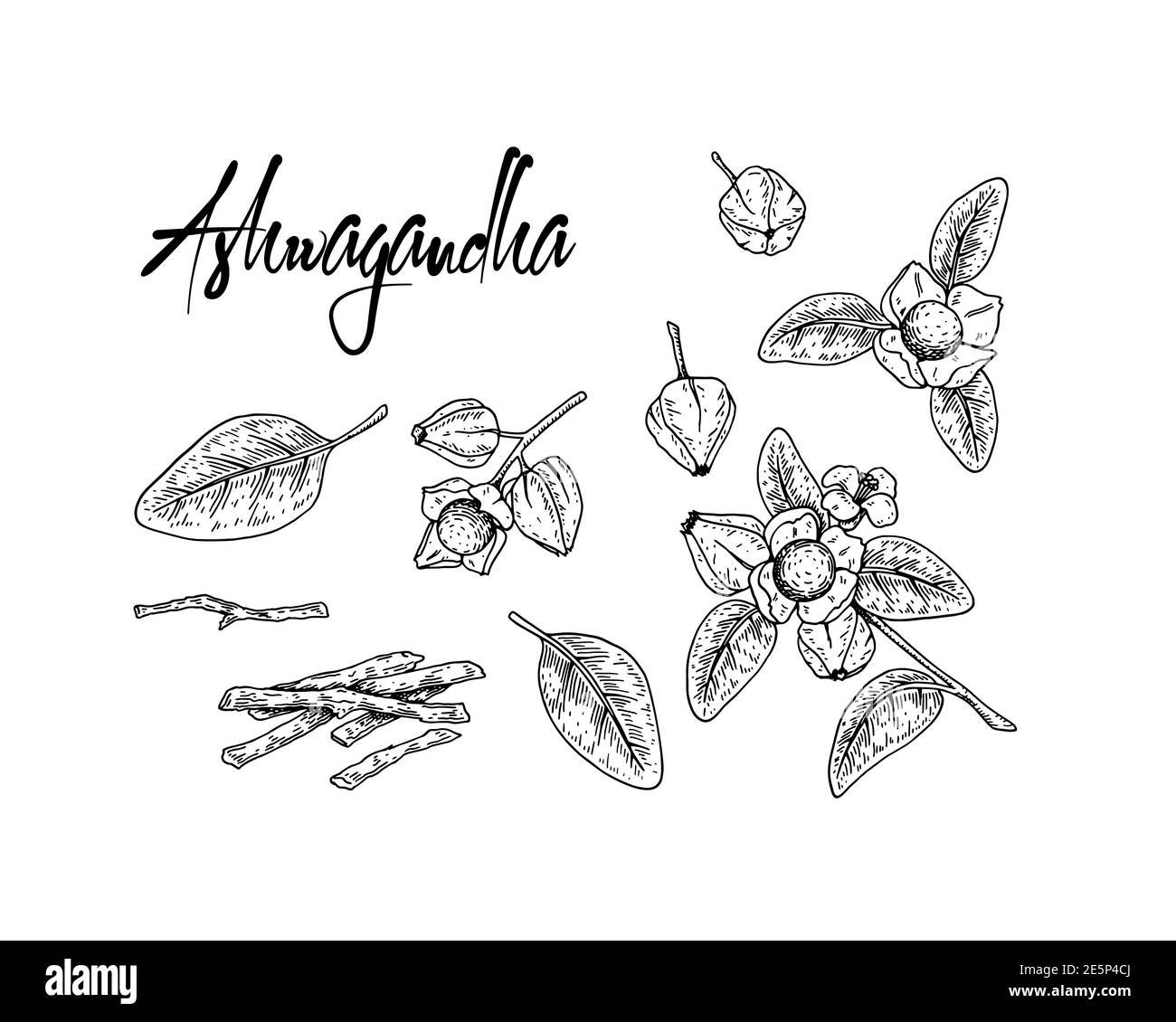 Set of hand drawn Ashwagandha branch with berries, root and leaves isolated on white background. Vector illustration in sketch style. Stock Vector
