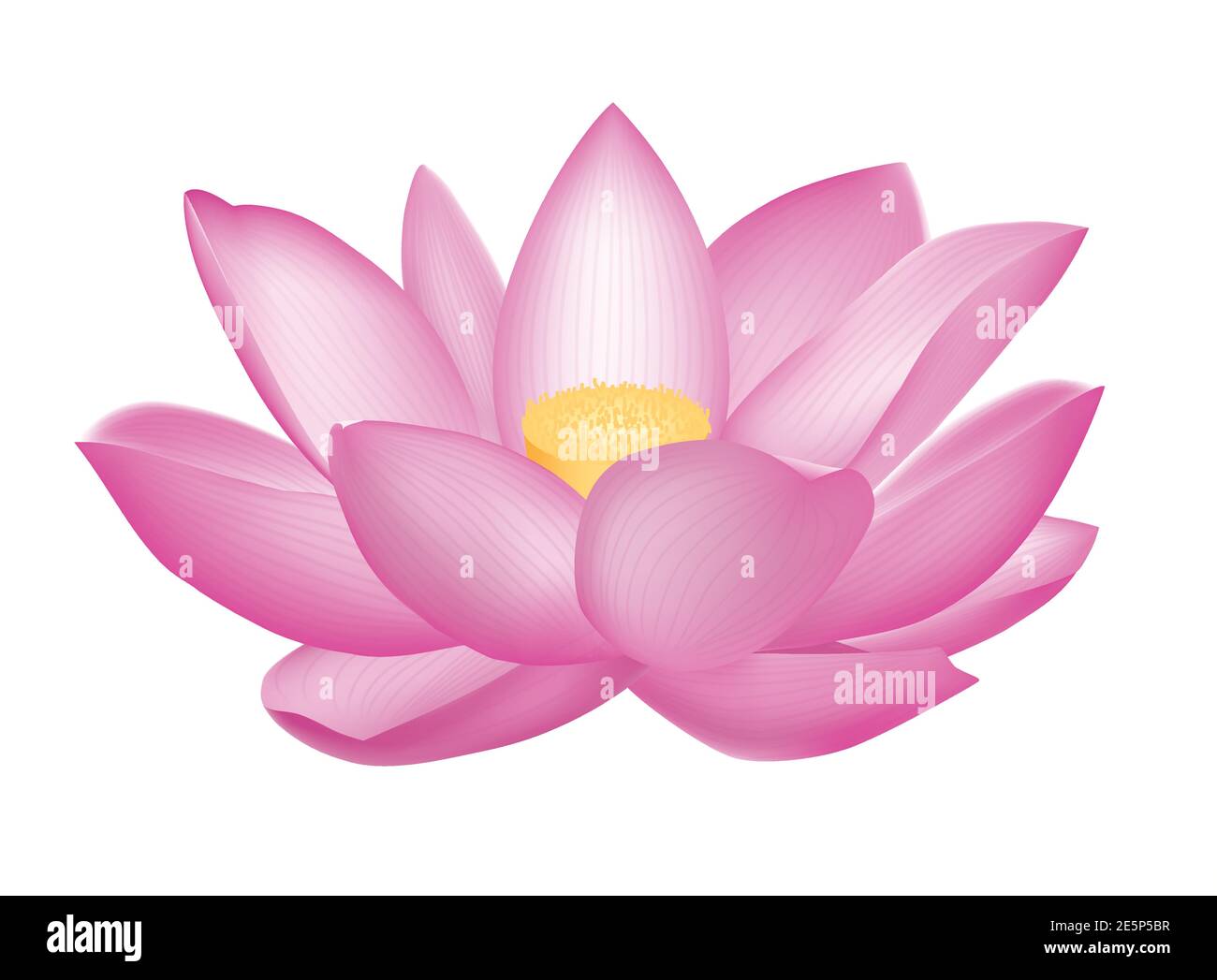 Just as a lotus grows forth from mud but is not sullied by the faults of mud, so wisdom is capable of putting you in a situation of non- contradiction Stock Vector
