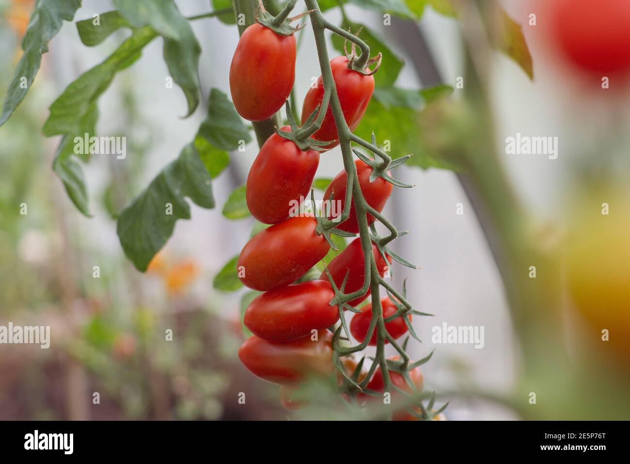 A bunch of cherry tomatoes on a plant in a greenhouse Stock Photo