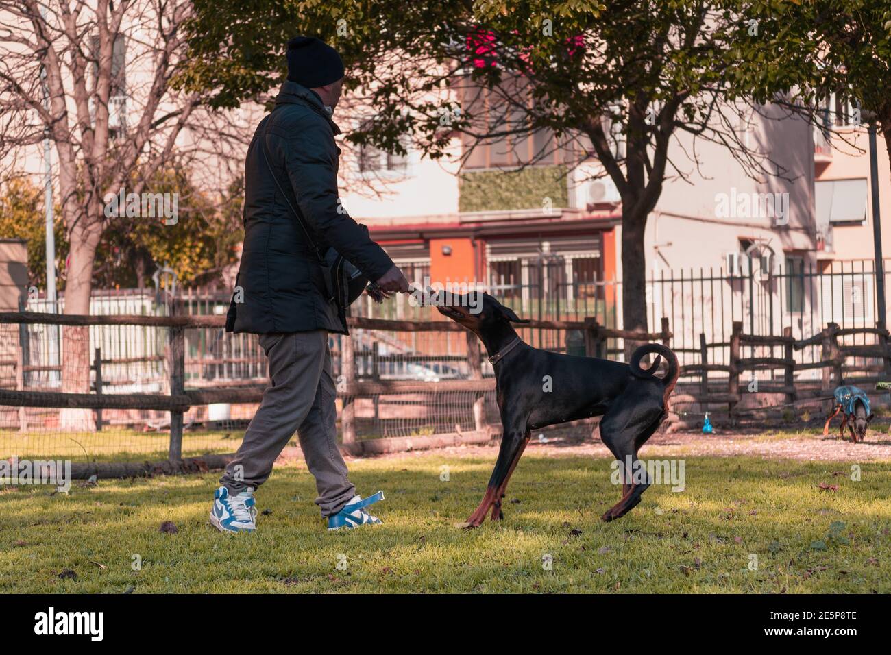 SANTA MARIA CAPUA VETERE, ITALY - Jan 26, 2021: Caserta, Italy, January 19th 2021, Fighting dog trainer in the Stock Photo