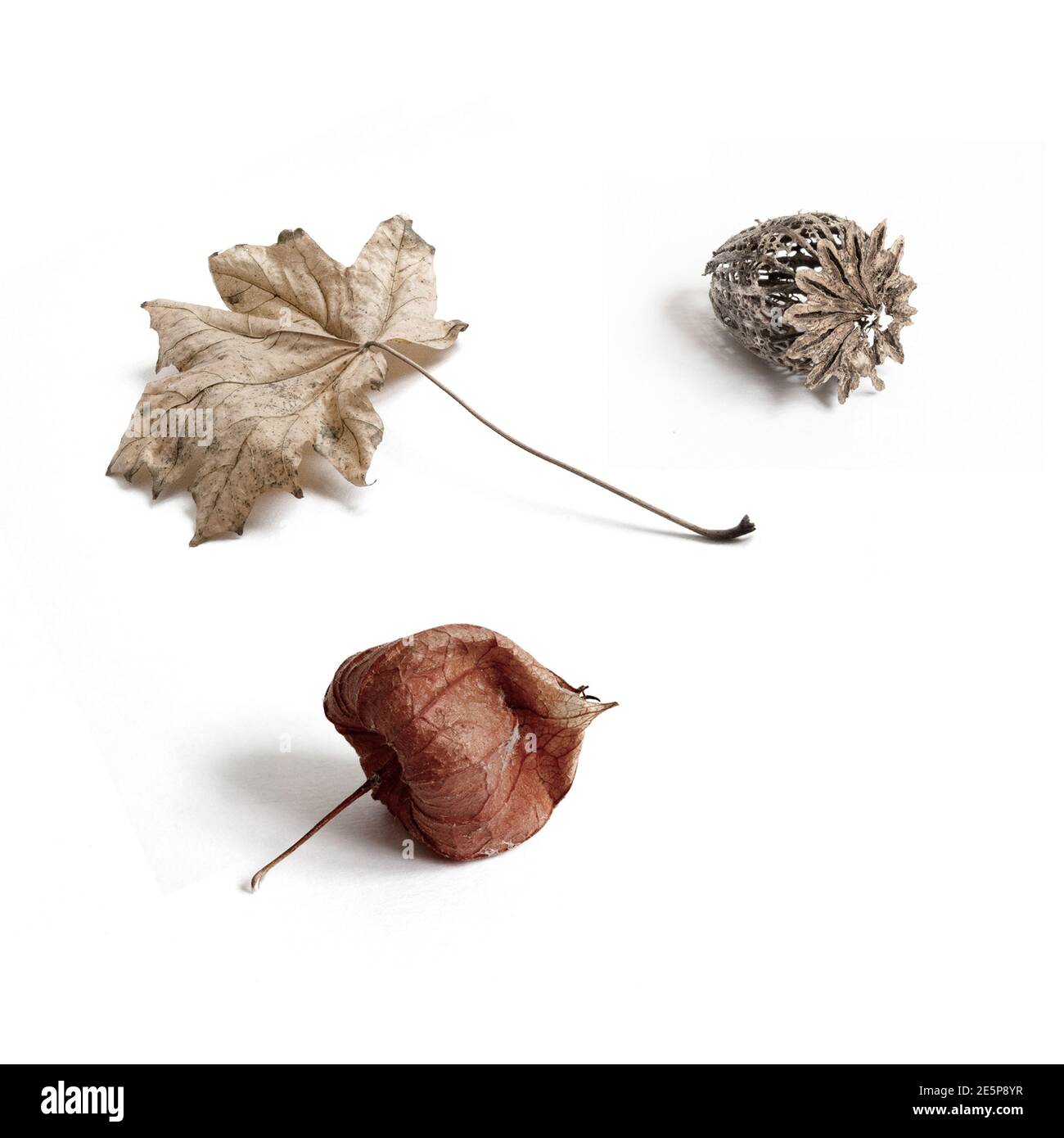 Still life collection of ageing natural items Stock Photo - Alamy