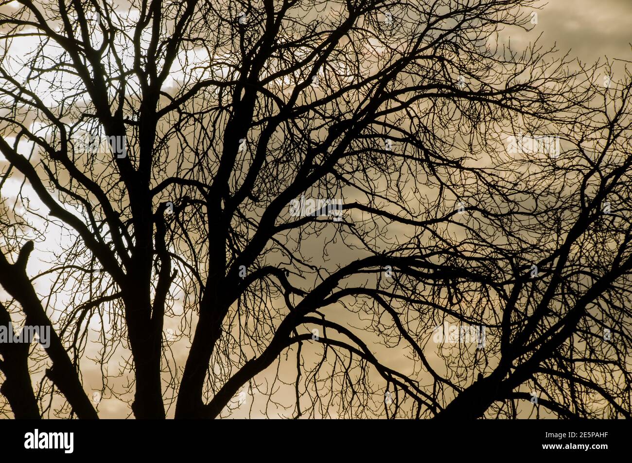 Oak tree without leaves hires stock photography and images Alamy