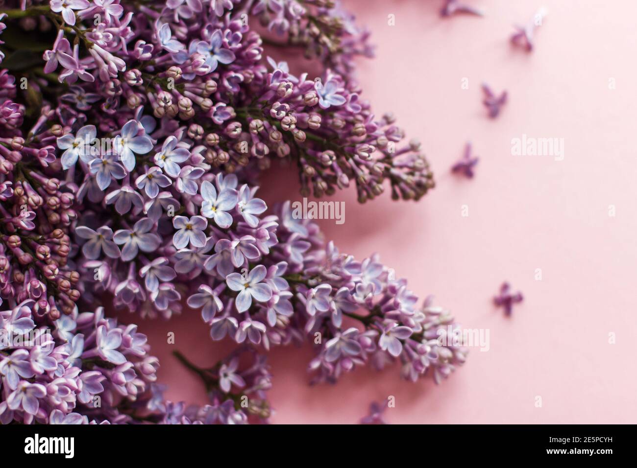 Lilac flowers on pink paper. Hello spring, tender floral greeting card ...