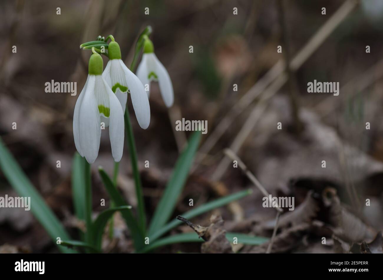 three fresh snowdrops in spring Stock Photo