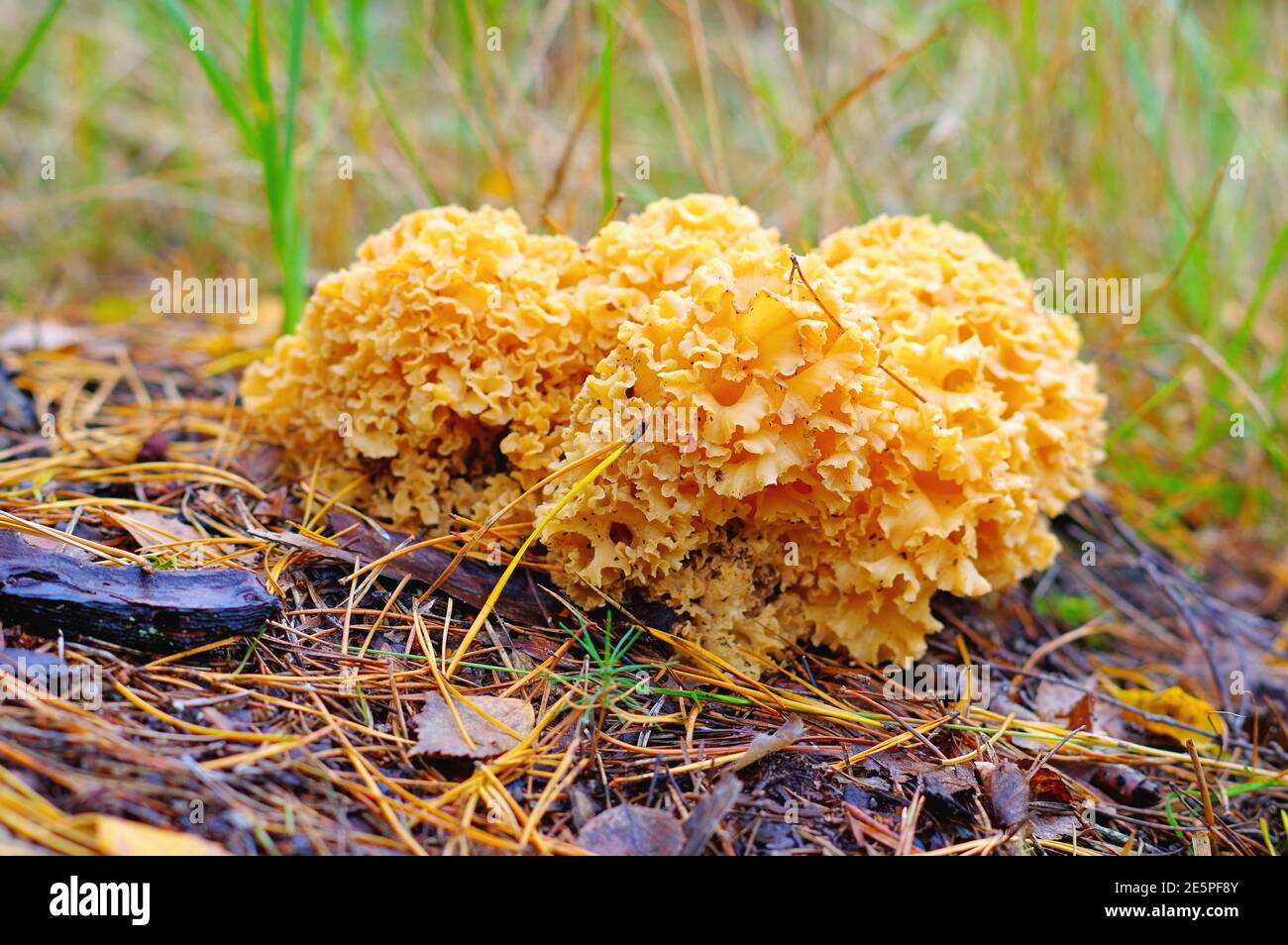 a brown Cauliflower Fungus mushroom in autumn forest Stock Photo