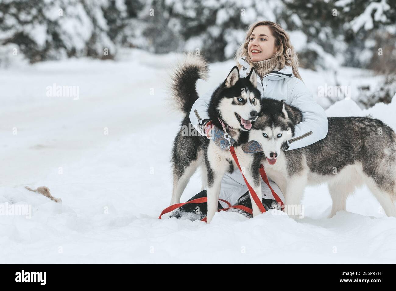 The girl rides on a sled on a sled with Siberian huskies in the winter forest. Pet. Husky. Husky art poster, Husky print, Stock Photo
