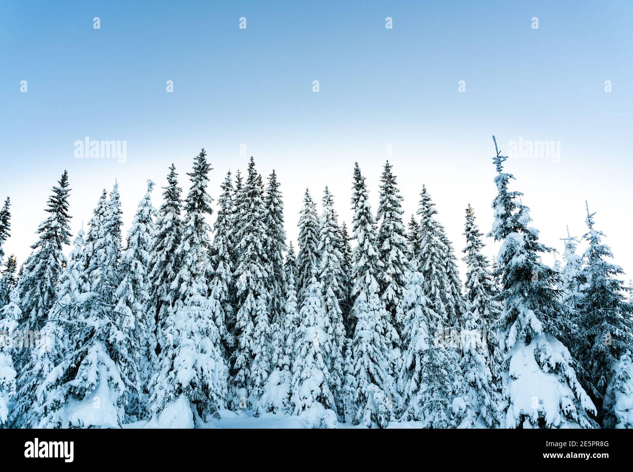 Pine trees covered with heavy snow on cold evening.  Stock Photo