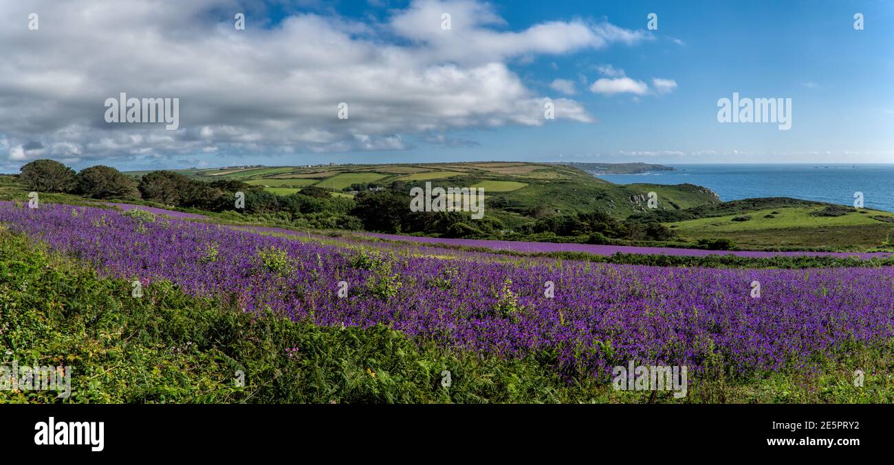 Panorama of Purple Viper's Bugloss at Nanjulian, West Cornwall, Uk Stock Photo