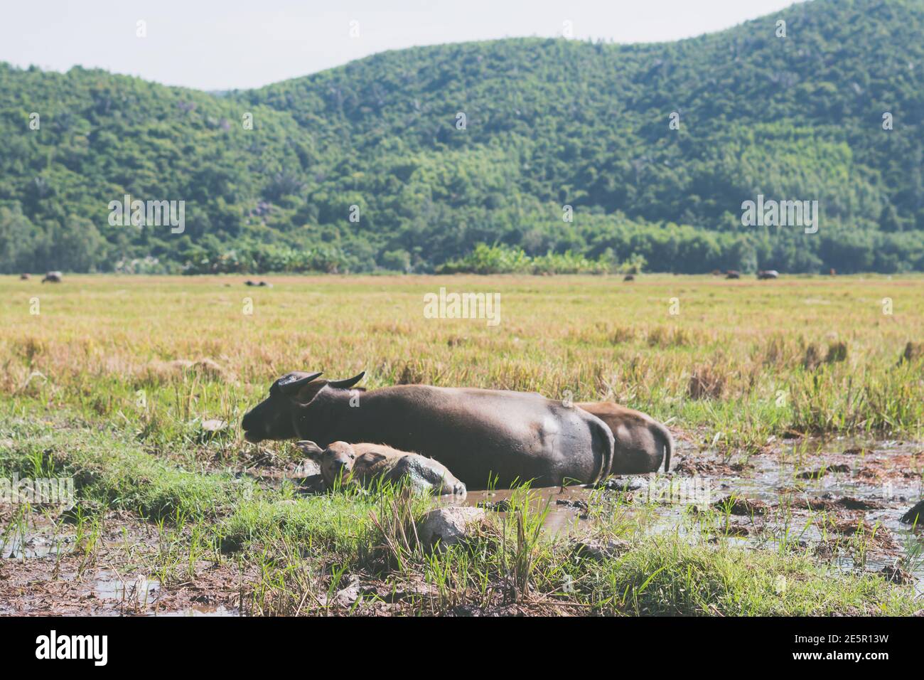 Water Buffalo Family with calf lie grass graze Together field meadow ...