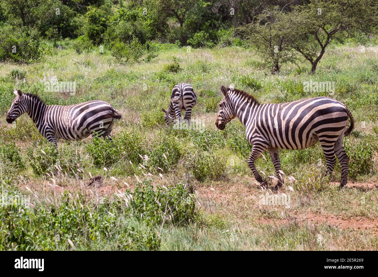 Wild zebras on savanna in Tsavo West National Park, Kenya, East Stock Photo