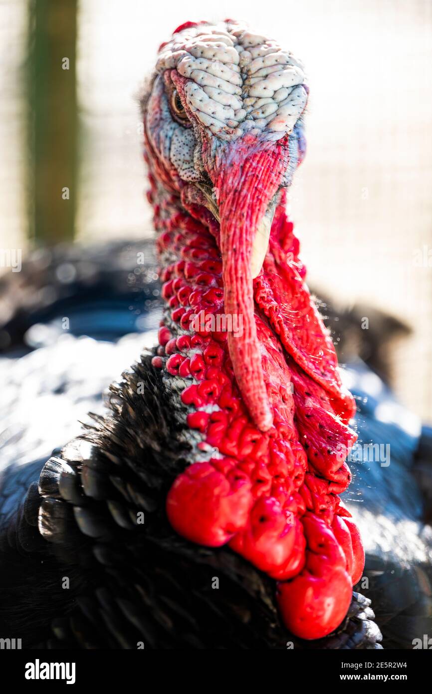 White Turkey Plumage Feathers - Feathergirl