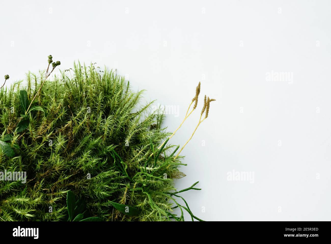 Abstract plant background, podium for natural cosmetics from forest moss and other fresh forest plants Stock Photo