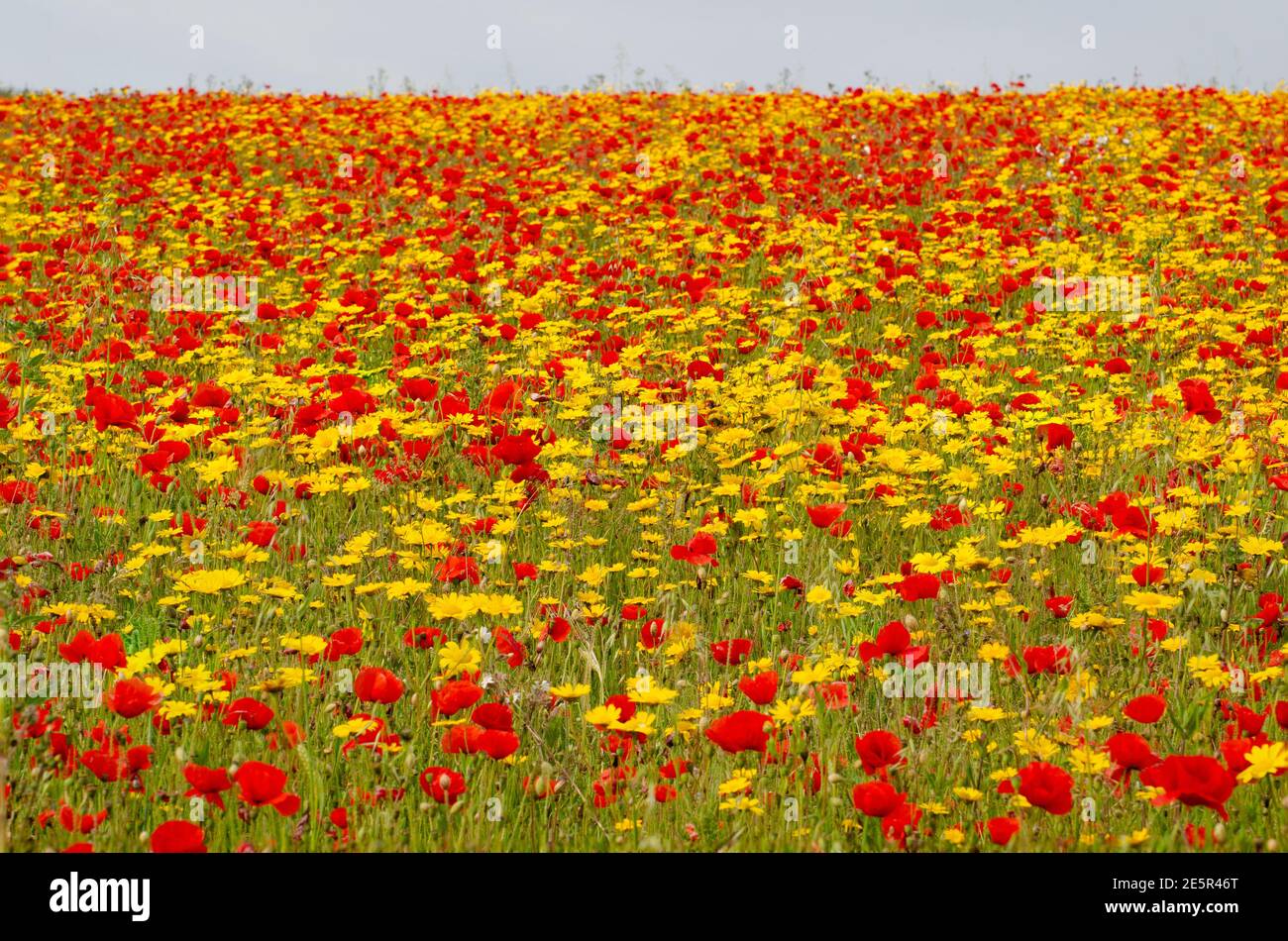 Sea of Poppies and Marigolds Stock Photo Alamy