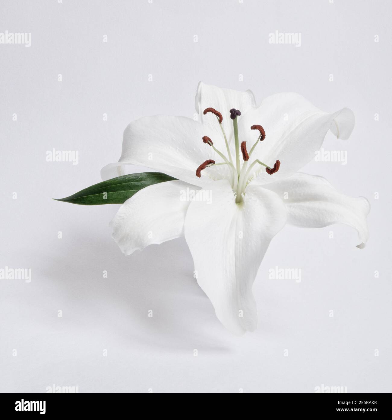 Still Life of a White Asiatic Lily Stock Photo