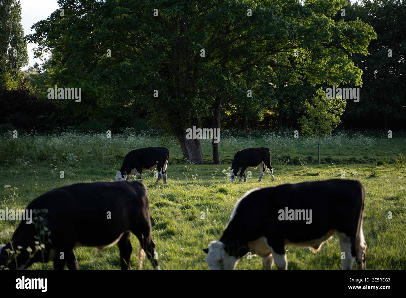 Beautiful view of cows grazing in the meadow Stock Photo - Alamy