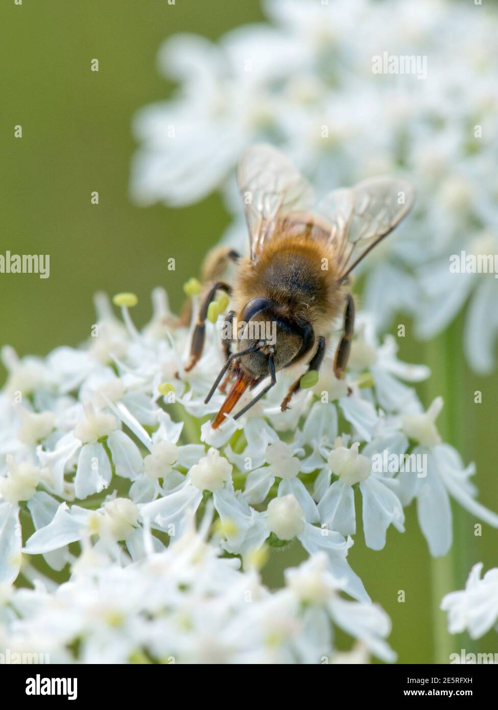 A female drone fly (Eristalis tenax) taking nectar through its proboscis from a hogweed (Heracleum sphondylium) flower, June Stock Photo