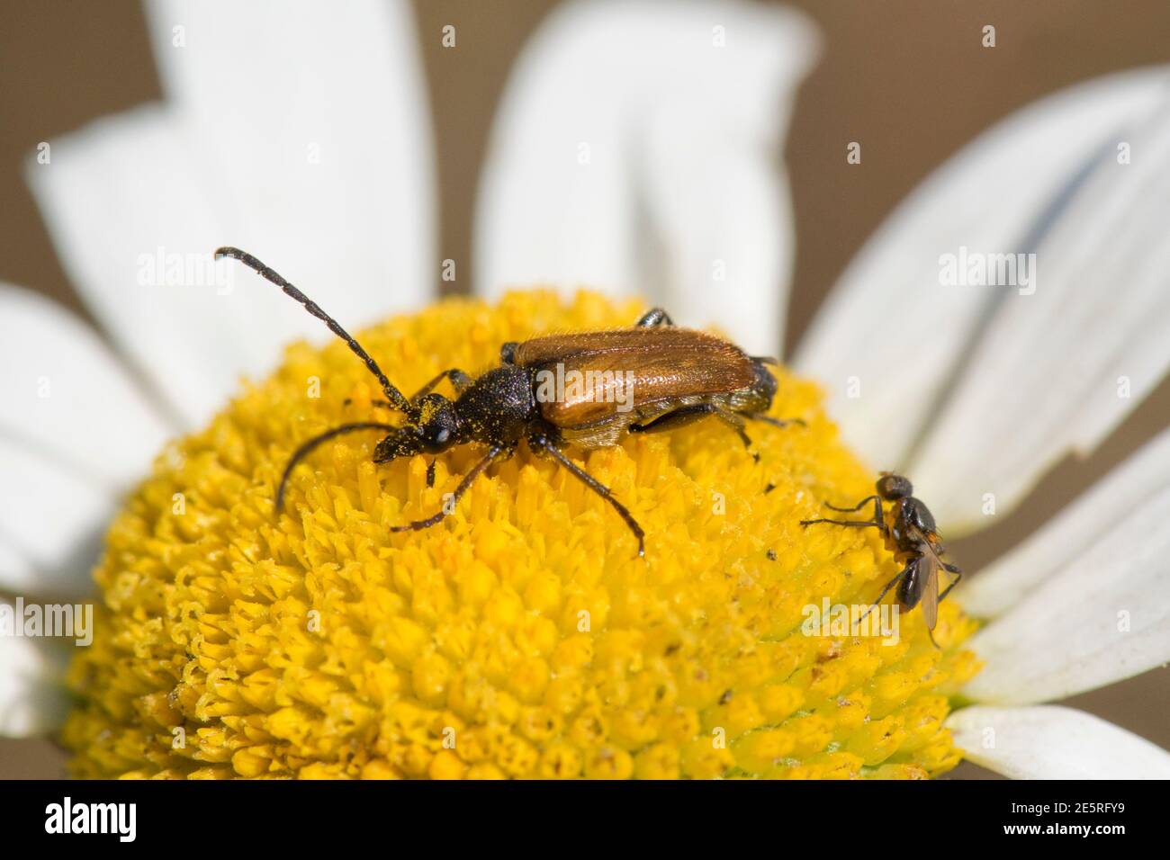 A lonhorn beetle (Paracorymbia maculicornis) adult on the disc flowers of an oxeye daisy with a small orange and black fly, Berkshire, June Stock Photo