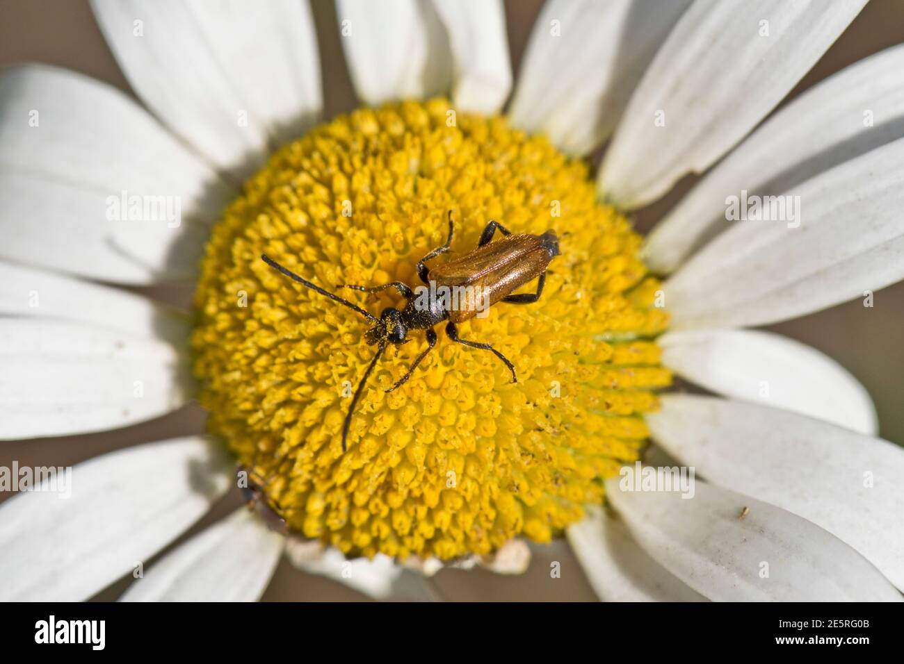 A lonhorn beetle (Paracorymbia maculicornis) adult on the disc flowers of an oxeye daisy, Berkshire, June Stock Photo