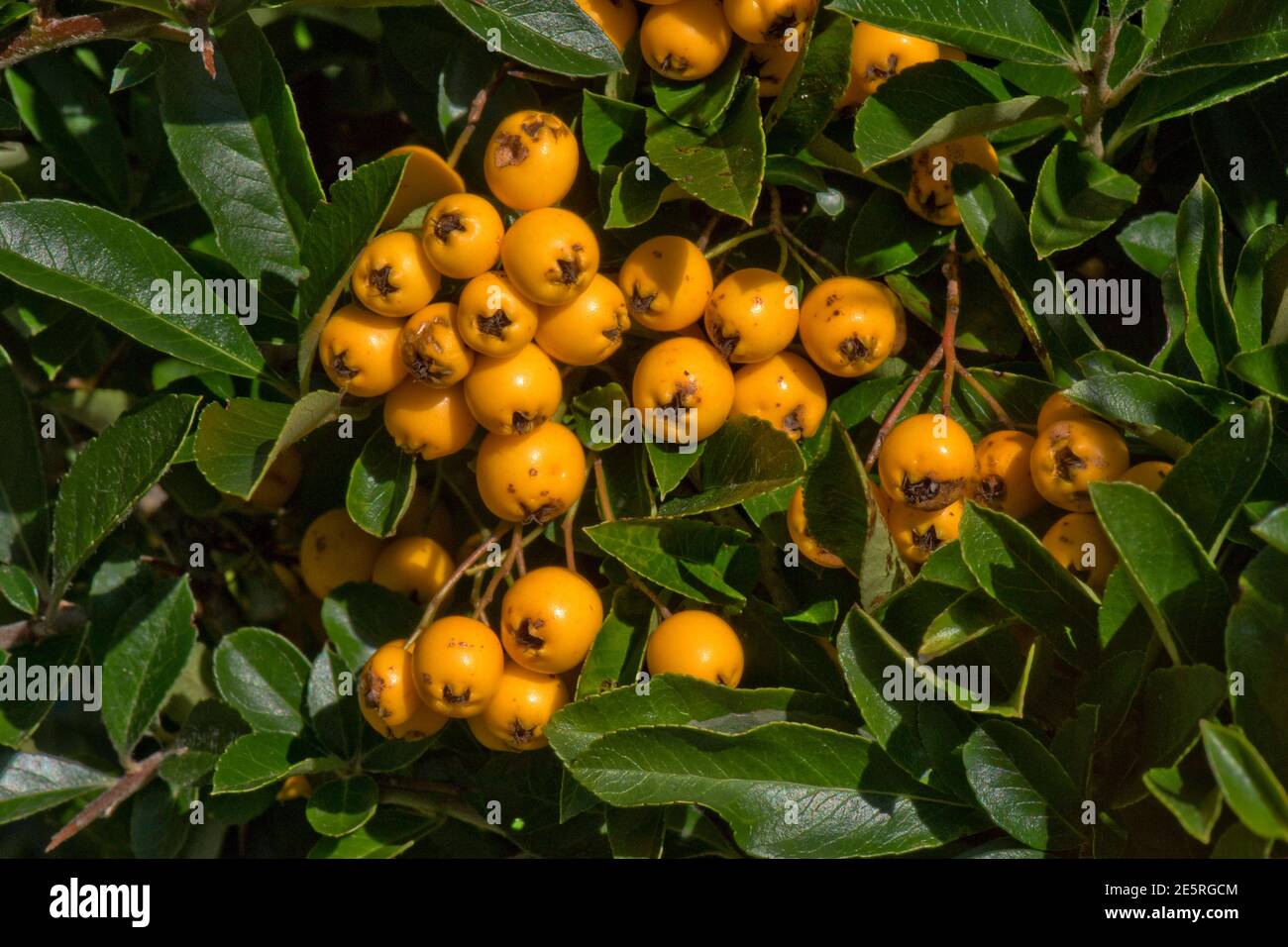 Orange round berries or pomes of narrowleaf firethorn (Pyracantha angustifolia) in late summer, Berkshire, September Stock Photo