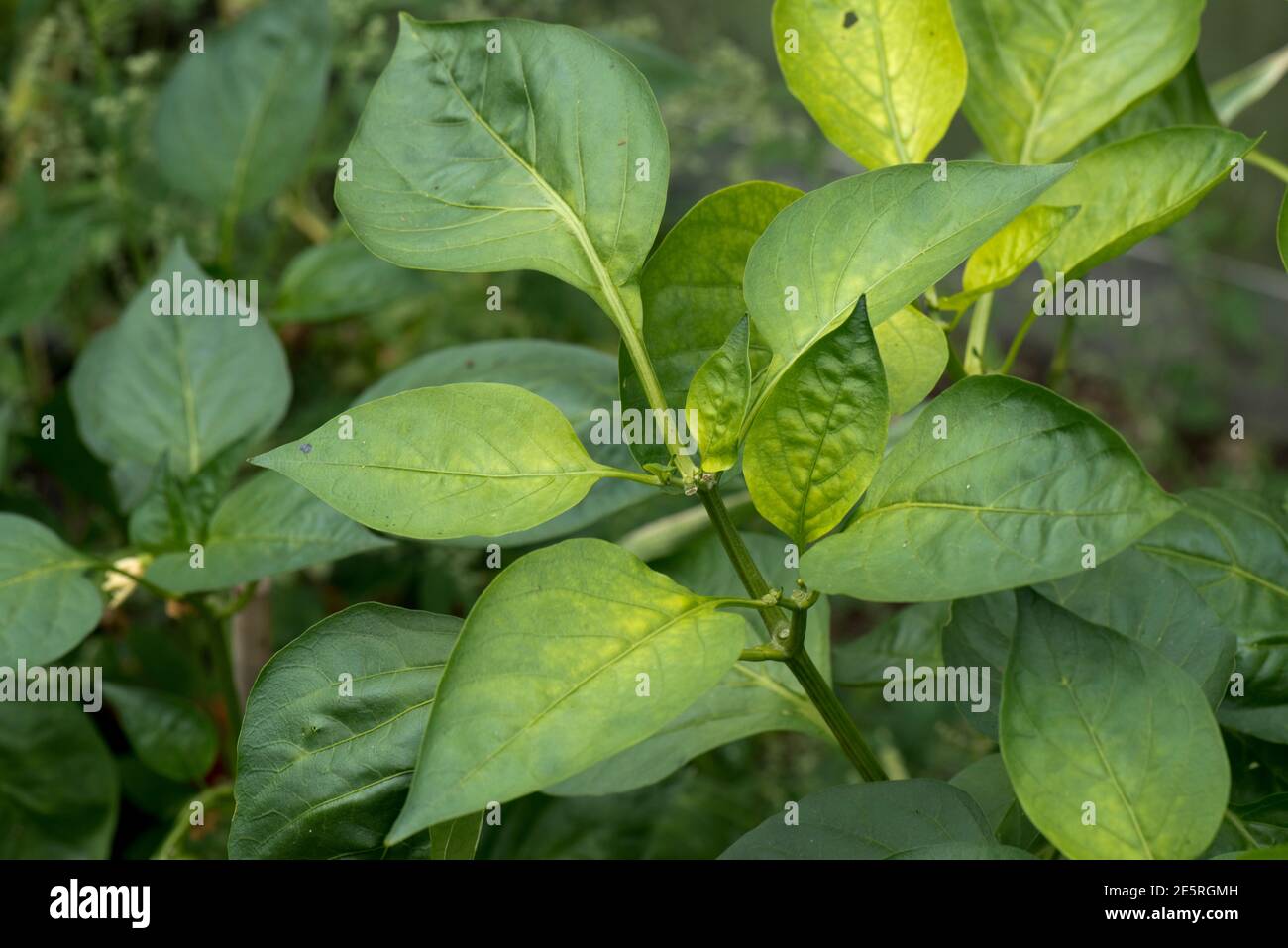Nutrient deficiency plant hires stock photography and images Alamy