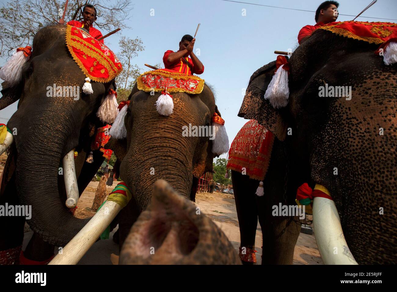 Mahouts pray while sitting on top of elephants during Thailand's National  Elephant Day in the ancient Thai capital Ayutthaya March 13, 2015. Thais  honoured the elephant on Friday with special fruits and