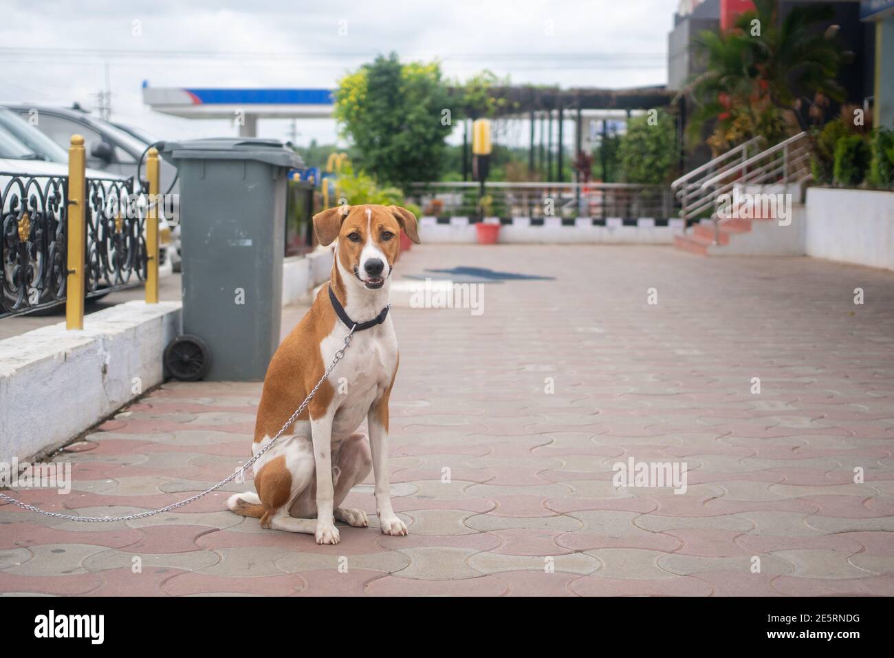 A dog on a leash waiting at a gas station in India. Stock Photo