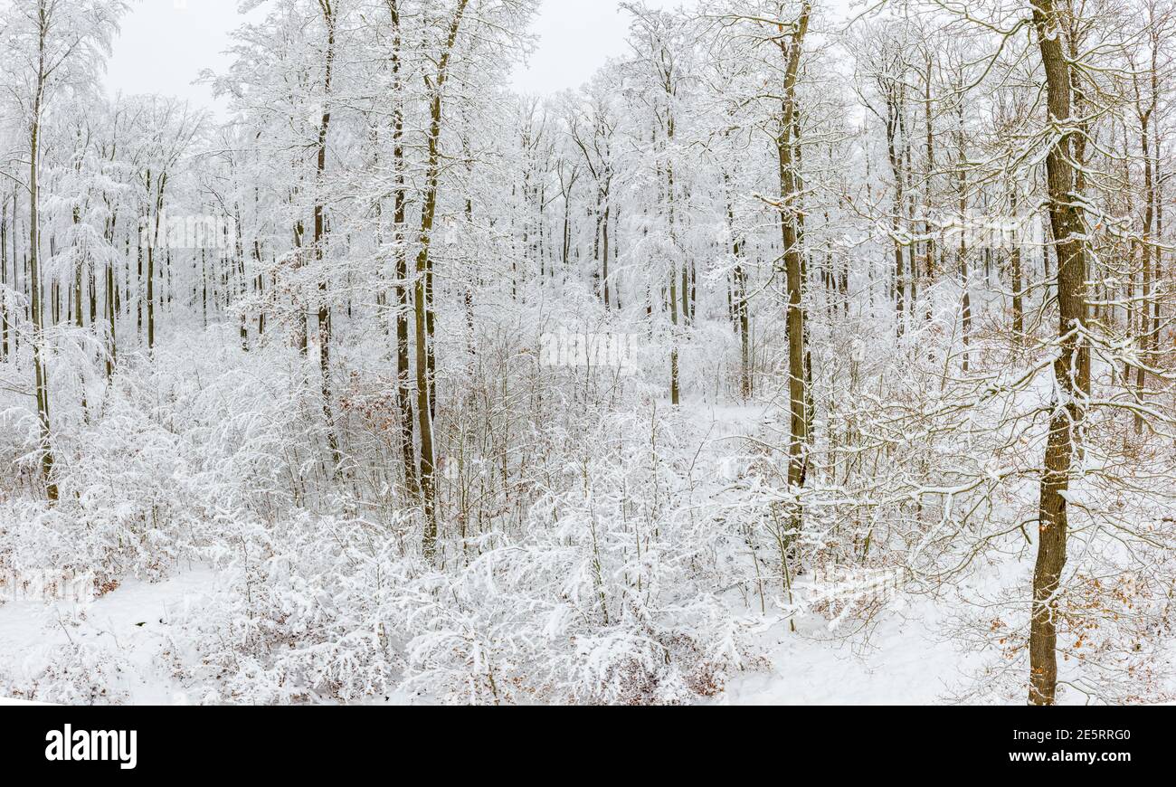 verschneiter Wald Harz Selketal Stock Photo