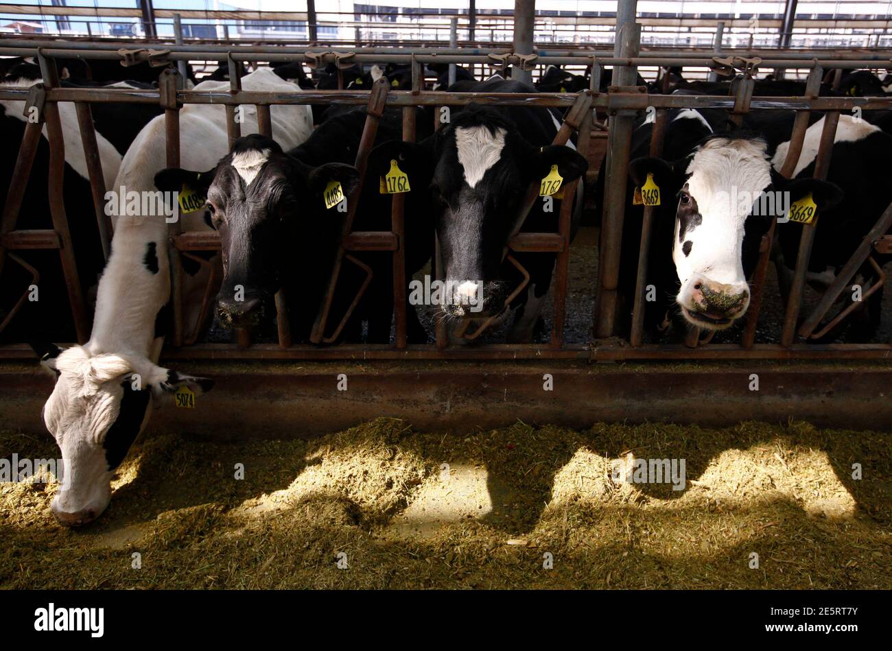 Cows eat feed in a barn on the 35-hectare farm managed by New Zealand dairy  export giant Fonterra Co-operative Group in Hangu County, near the city of  Tangshan around 250km (155 miles)