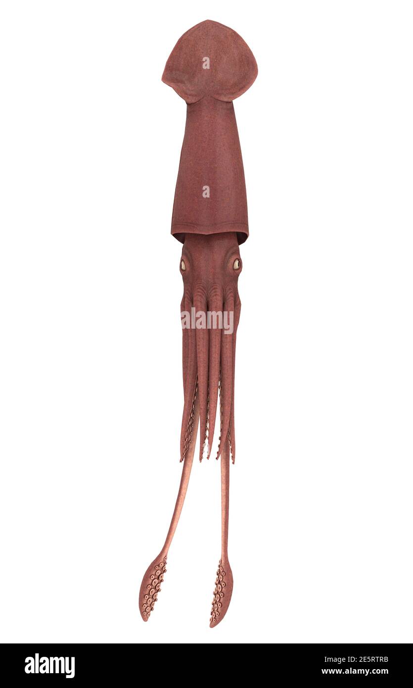 Squid Animal Isolated Stock Photo - Alamy