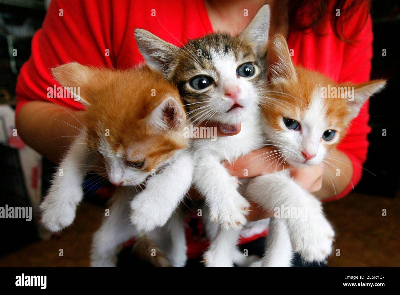 A woman holds kittens in a private volunteer animal shelter, Totoshka, in  the southern Russian city of Rostov-on-Don January 11, 2013. The shelter,  operated on charity, has treated and found new owners