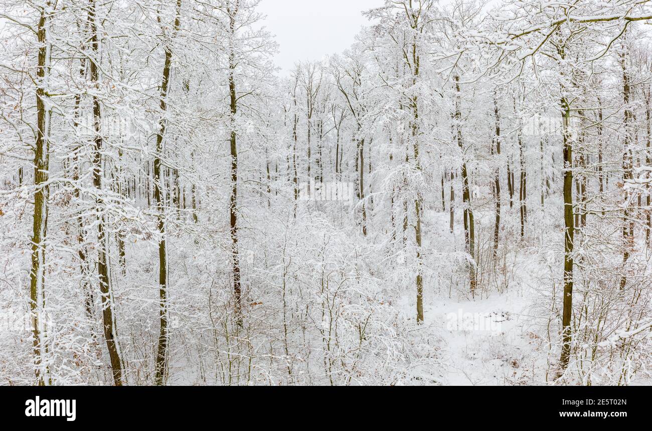 verschneiter Wald Harz Selketal Stock Photo