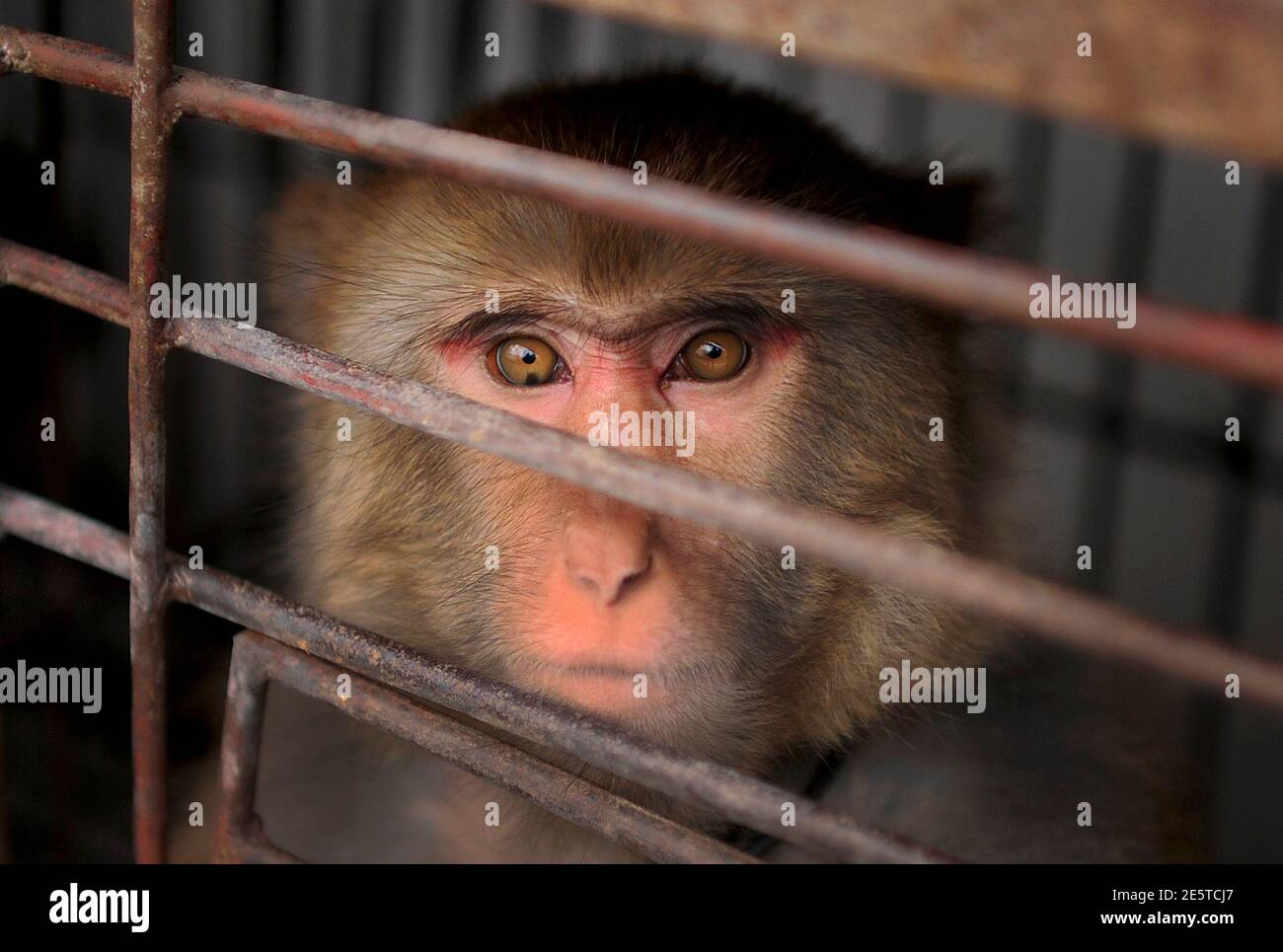 A macaque looks out from a cage in a village of Suzhou, Anhui province  October 30, 2012. Thousands of animals are raised and trained by over 300  circus groups in Suzhou, where