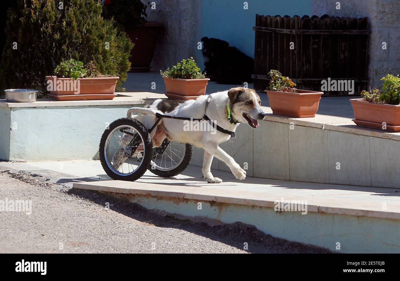 Abayed, a six-year-old herding dog, walks with a specially-made wheeled walking aid inside the Humane Center for Animal Welfare near Amman February 26, 2013. The dog, whose name means Abayed, a six-year-old herding dog, walks with a specially-made wheeled walking aid inside the Humane Center for Animal Welfare near Amman February 26, 2013. The dog, whose name means