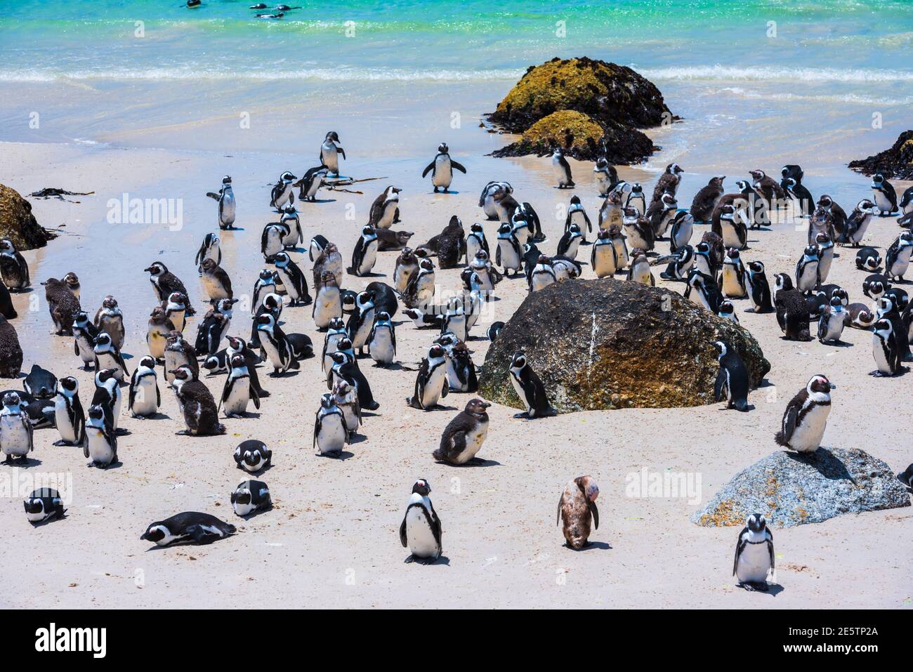 Endangered African penguins gather on Boulder Beach near Simon's Town in South Africa. Stock Photo