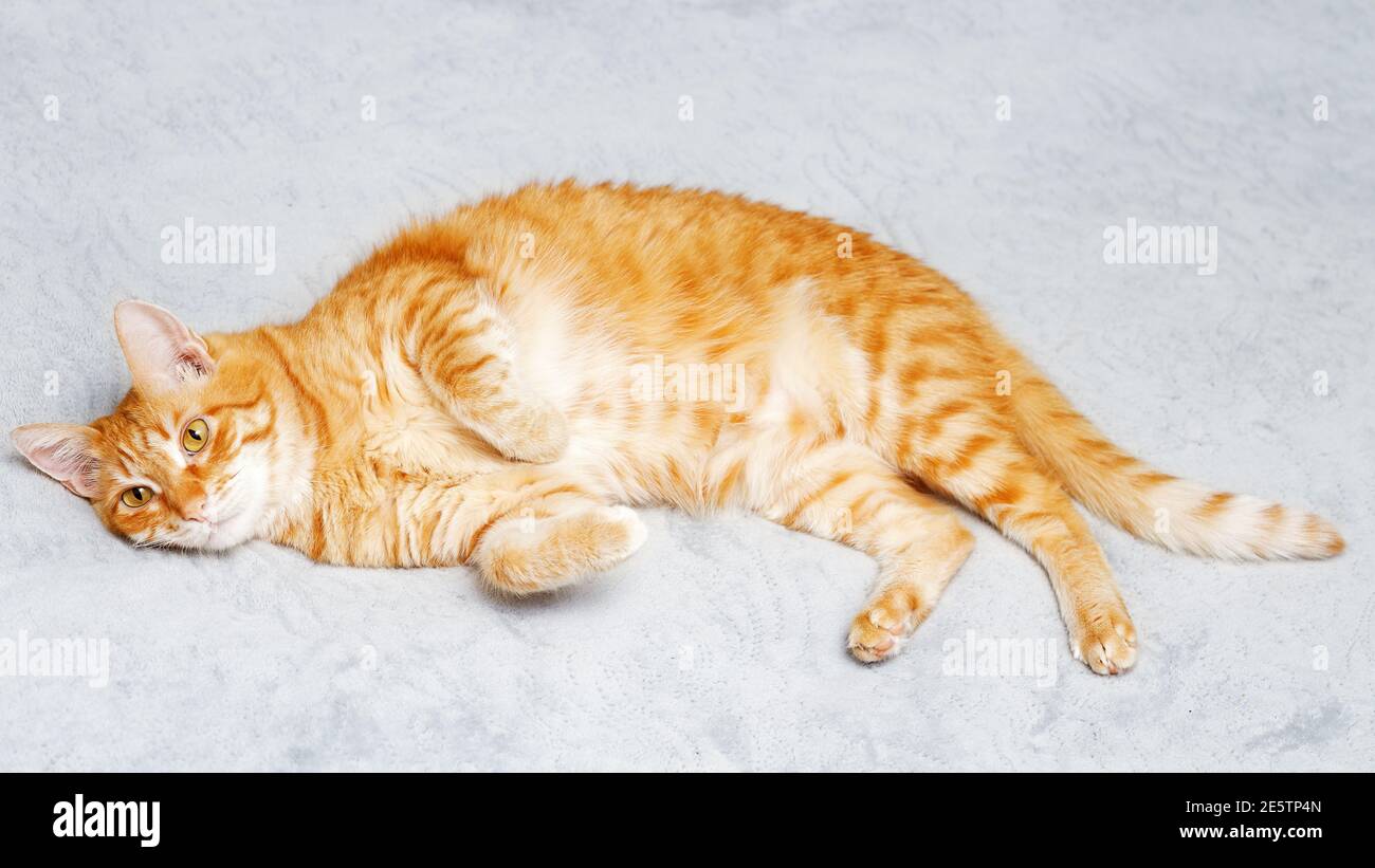 Ginger cat lying on a bed. Shallow focus Stock Photo - Alamy