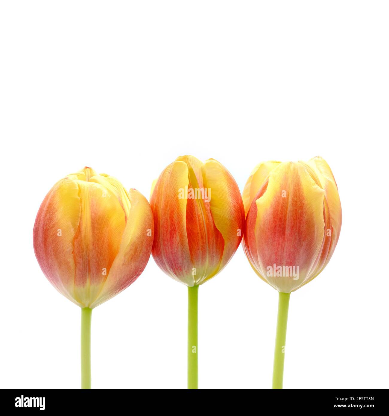Tulip flower heads hi-res stock photography and images - Alamy