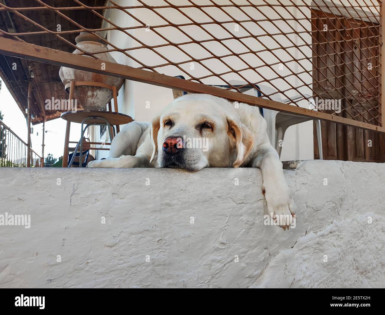 White labrador lies on the porch with his paw down, close-up Stock Photo