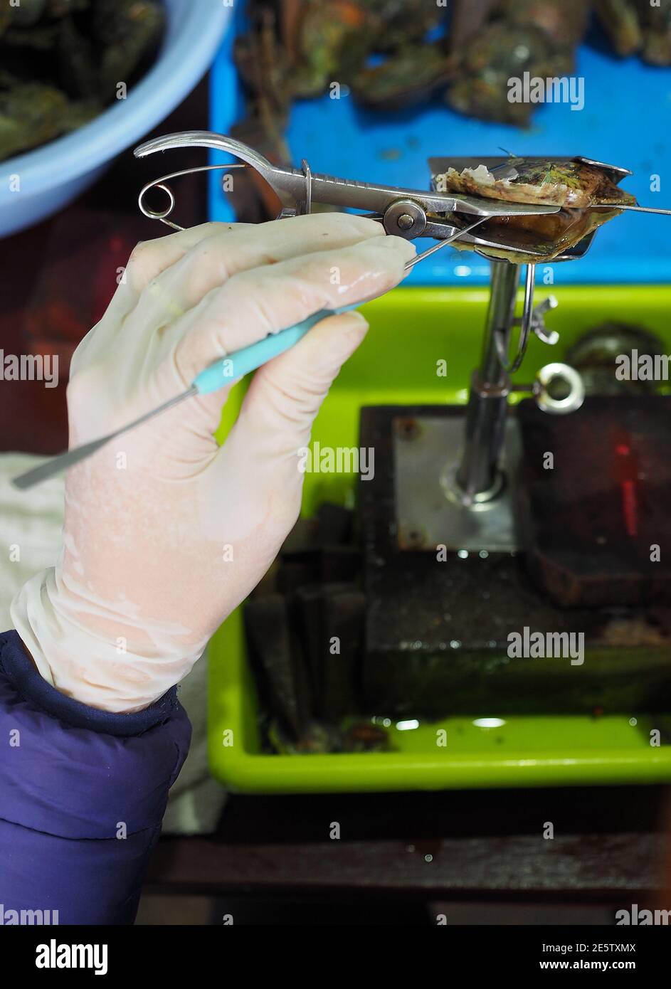 Cultured pearl farm. Surgical implantation of an irritant in an oyster shell to produce pearls. Close up of female hands in gloves.  Stock Photo
