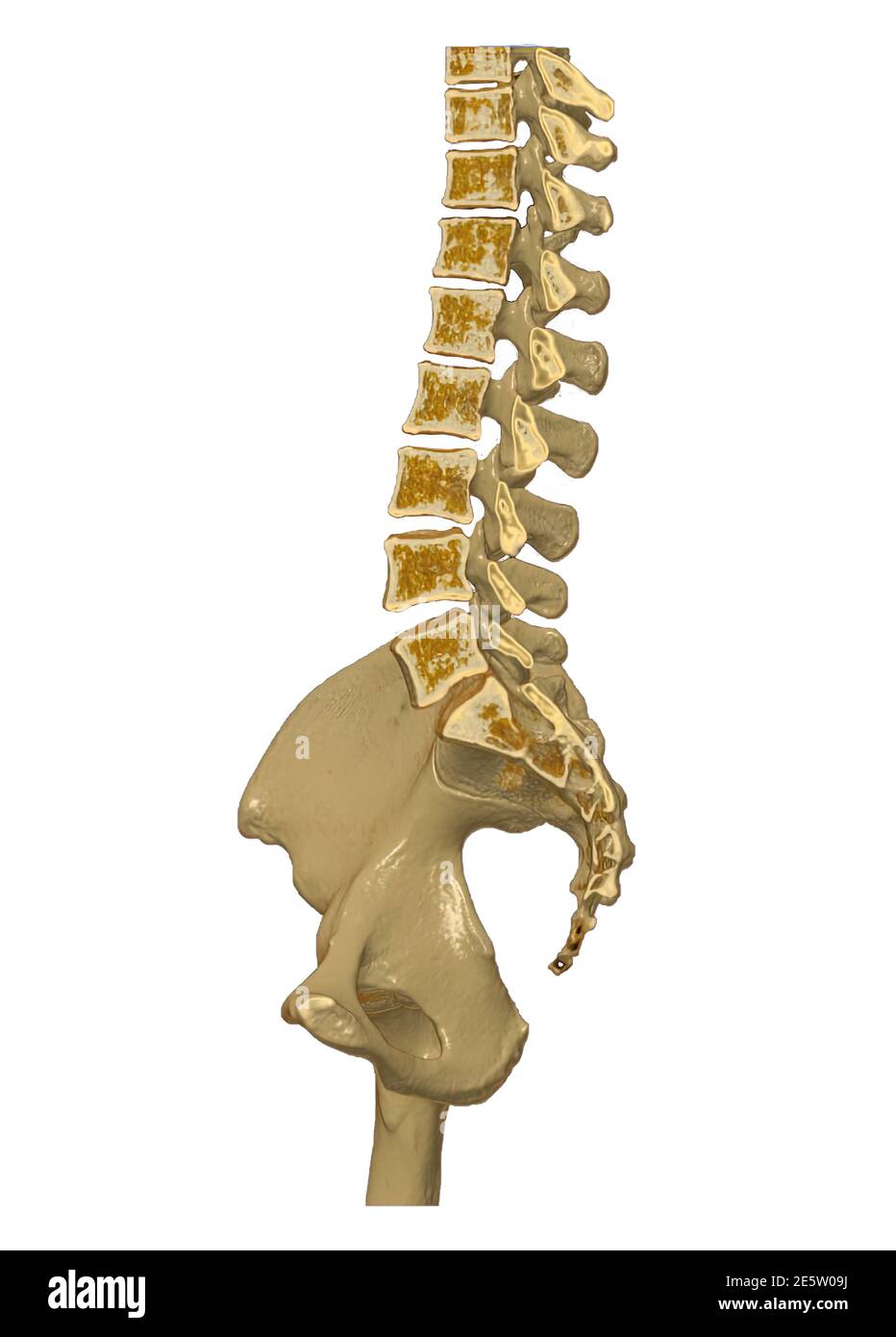 CT Lumbar spine or L-S spine 3D rendering image sagittal view 3D rendering  . Clipping path. Stock Photo