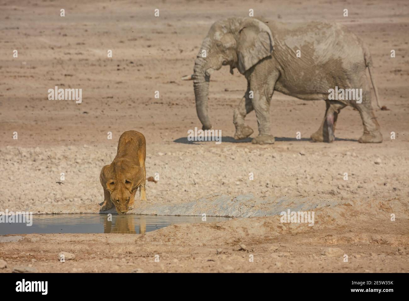 Animal conflict between lion and elephant in Etosha National Park, Namibia Stock Photo - Alamy Animal conflict between lion and elephant in Etosha National Park, Namibia Stock Photo - Alamy