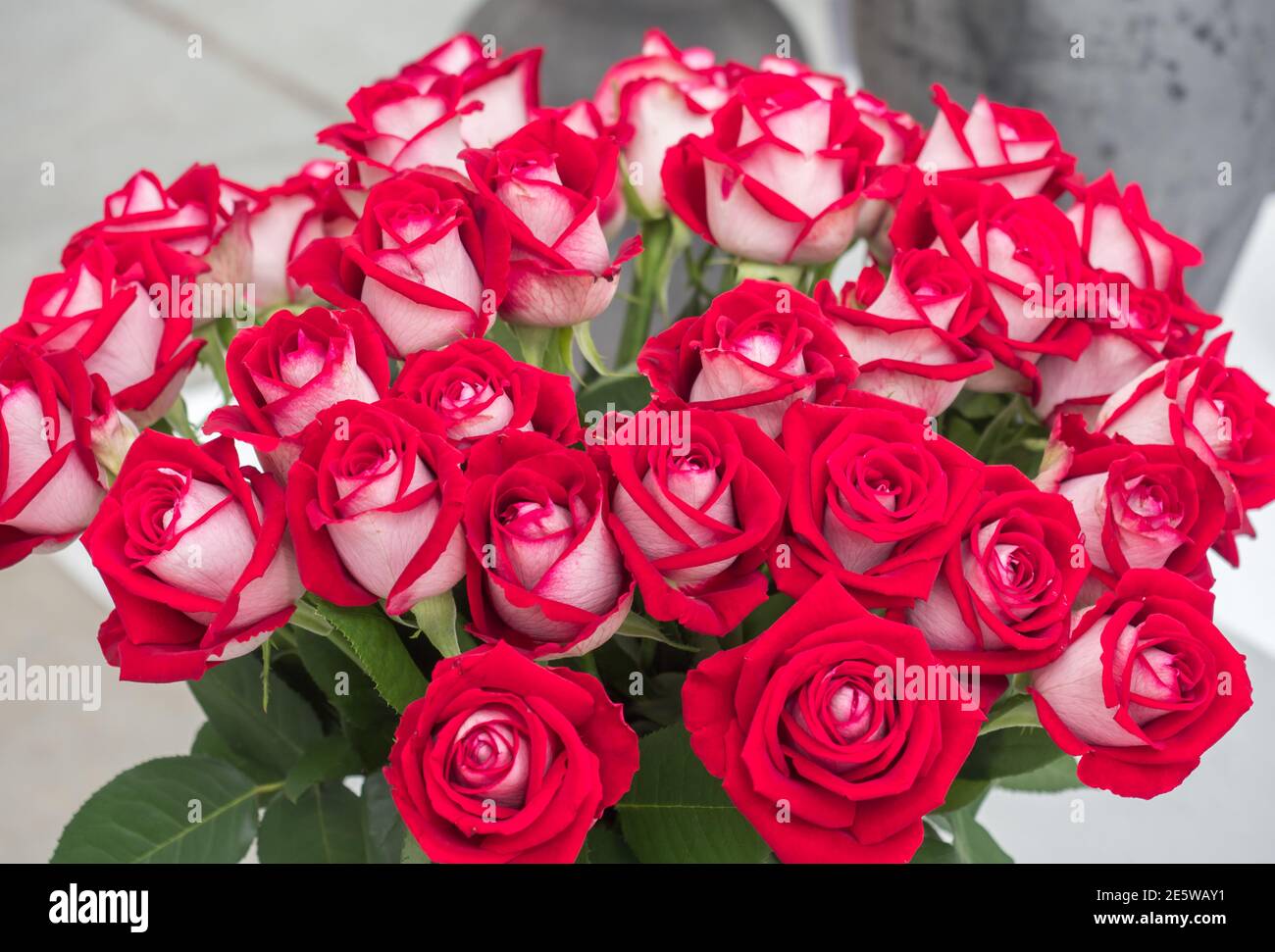 Blooming romantic fresh red and white rose. Flower rose "Luxor" on the