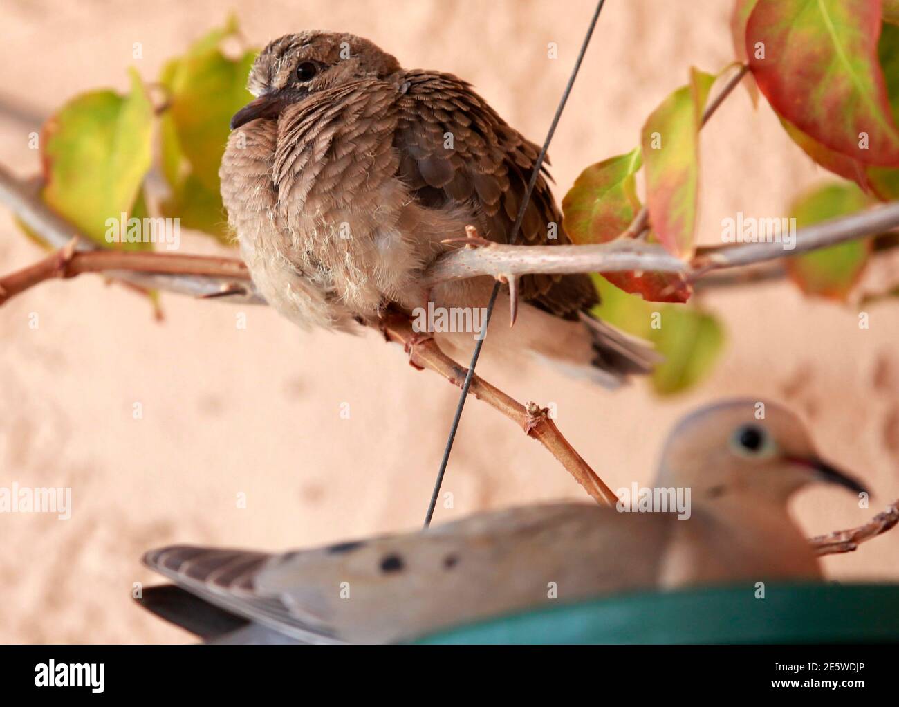 Mourning Dove Baby High Resolution Stock Photography And Images Alamy