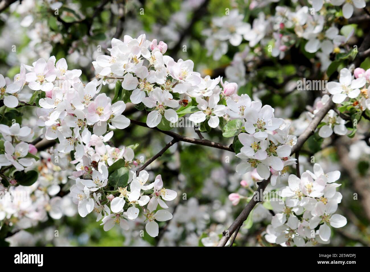 Apple blossom, spring flowers with colorful white and pink petals on a branch. Apple tree in orchard on blurred background, soft colors Stock Photo