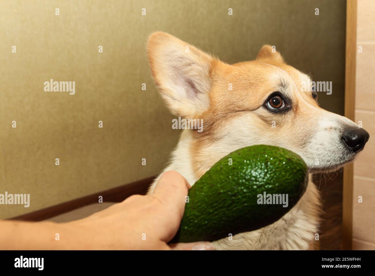 Dog ate best sale avocado