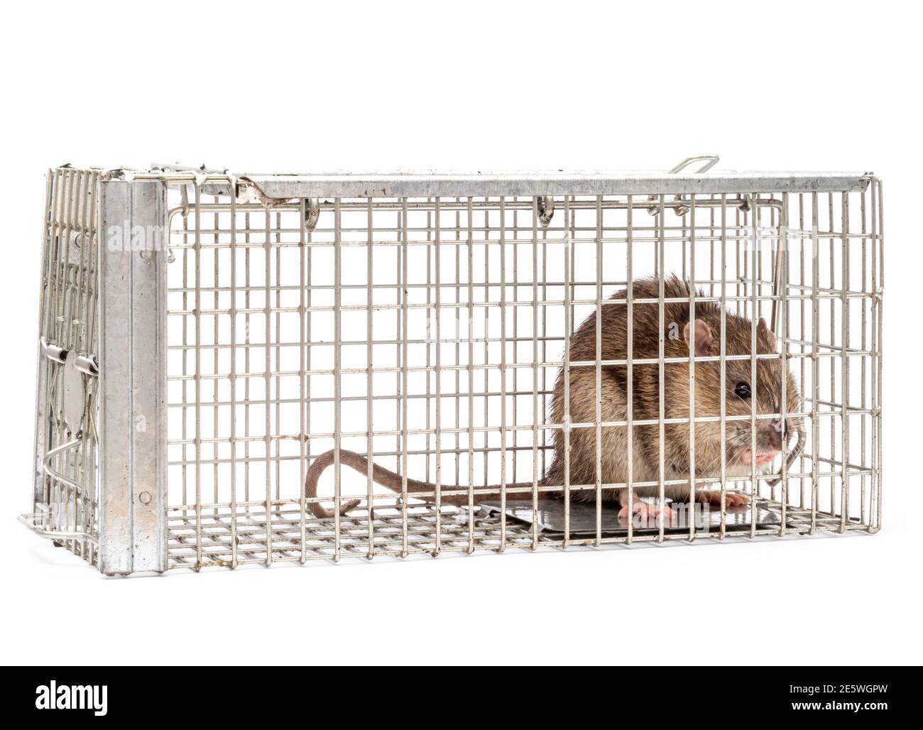 Rat trapped in humane trap Stock Photo