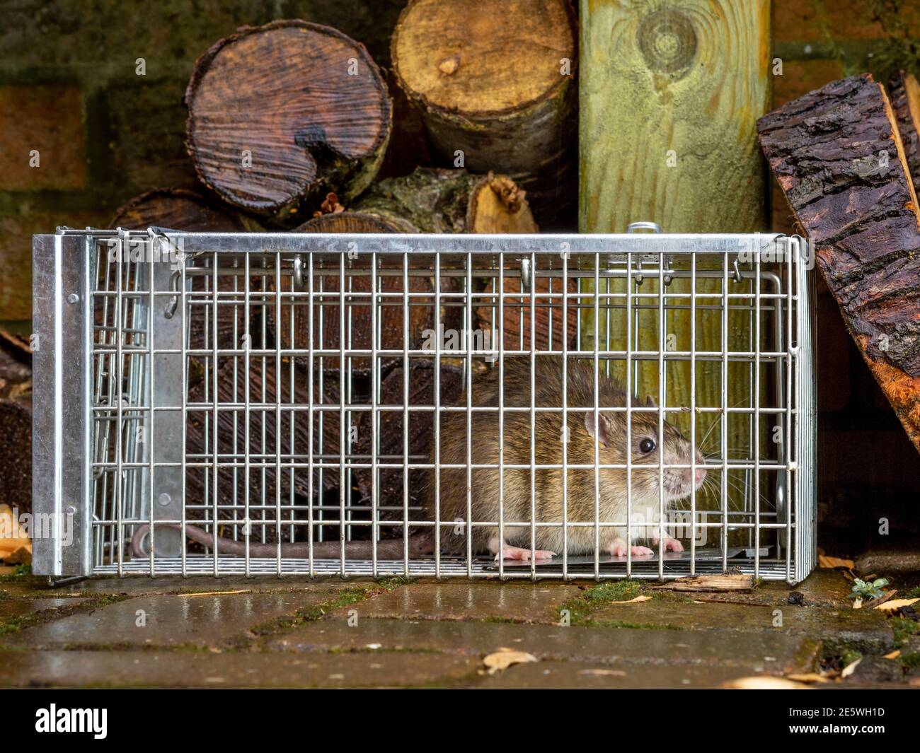 https://c8.alamy.com/comp/2E5WH1D/rat-trapped-in-humane-trap-in-garden-with-logs-in-background-2E5WH1D.jpg